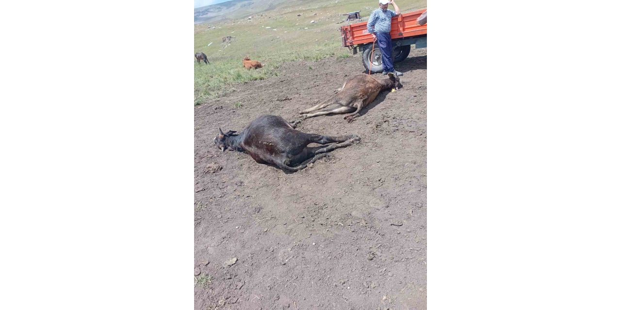 Erzurum'da yıldırım düşmesi sonucu 4 büyükbaş hayvan telef oldu