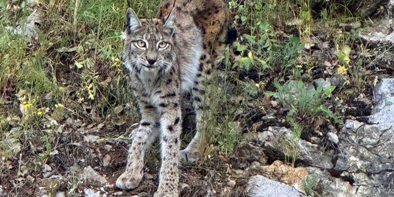 "Ormanın hayaleti" vaşak Kemaliye’de görüldü