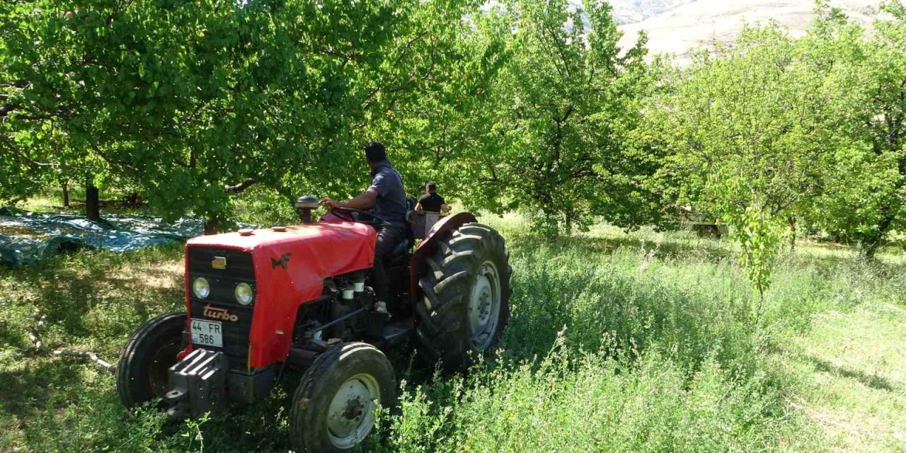 Malatya’da zirai dondan etkilenmeyen bölgelerde kayısı hasadı start verdi
