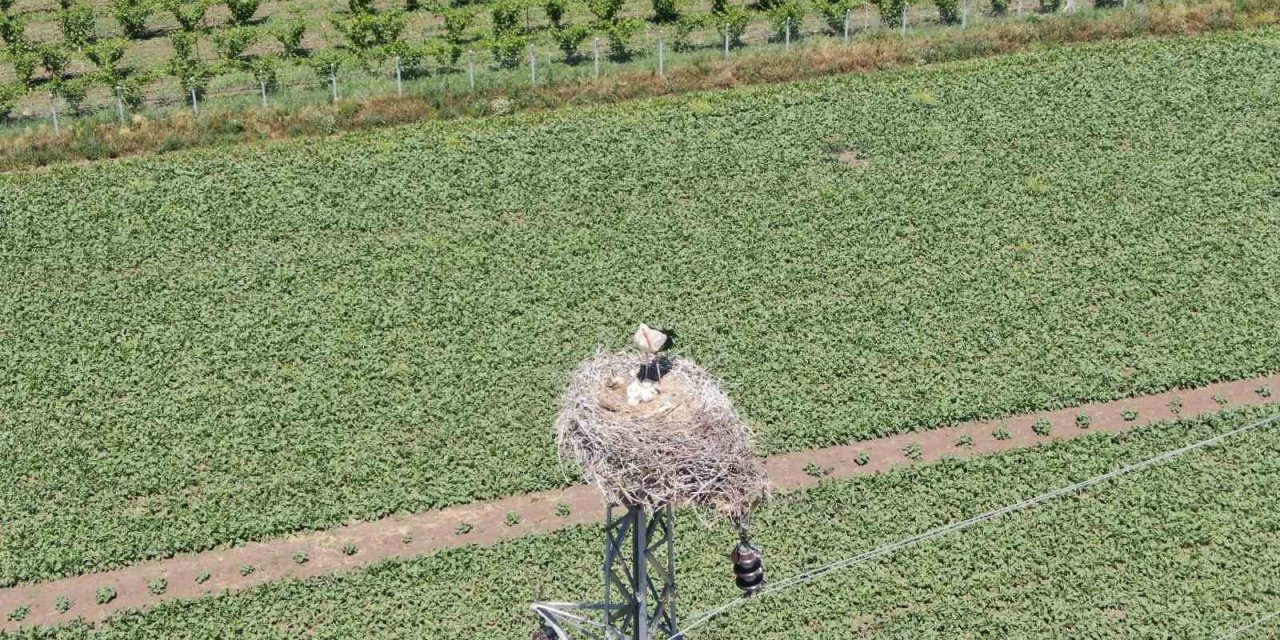 Elazığ’da ‘leylekli köy’ misafirlerini ağırlıyor