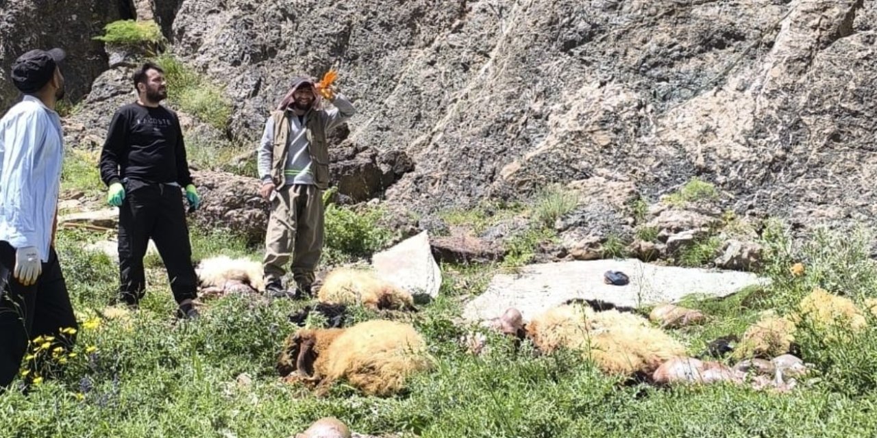 Yüksekova’da uçurumdan atlayan 20 koyundan 12’si telef oldu