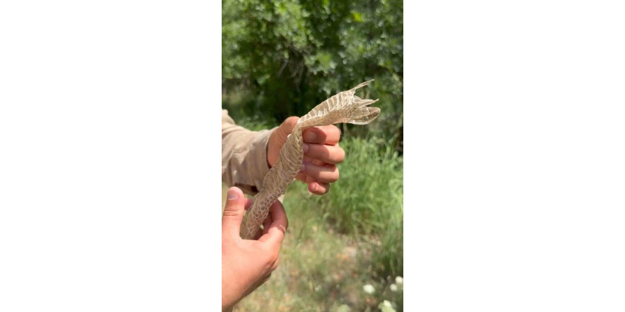 Yüksekova’da zehirli bir yılana ait olduğu sanılan deri bulundu