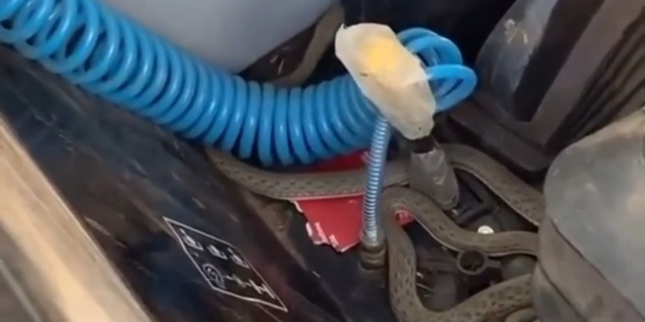 Siirt'te traktörde yılan paniği