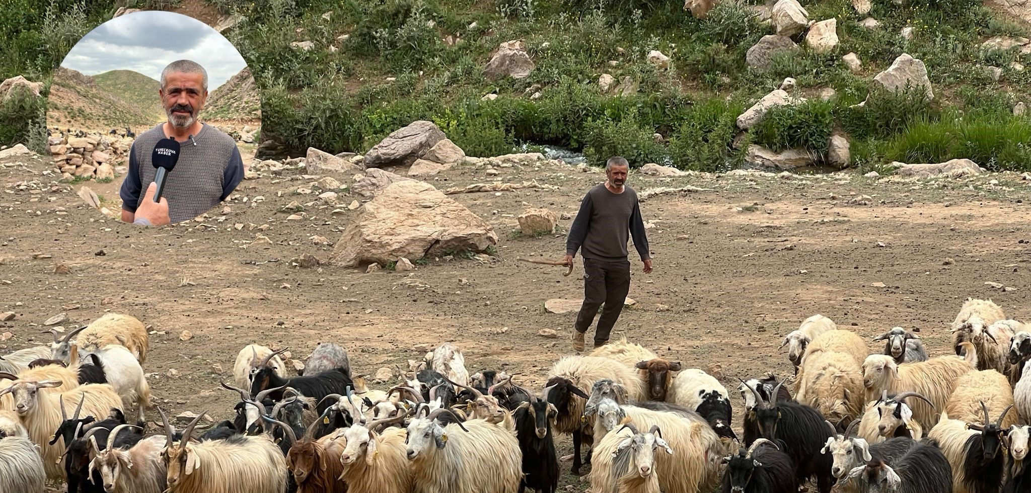 Yüksekovalı baba, 5 çocuğunun eğitimini çobanlık yaparak karşılıyor