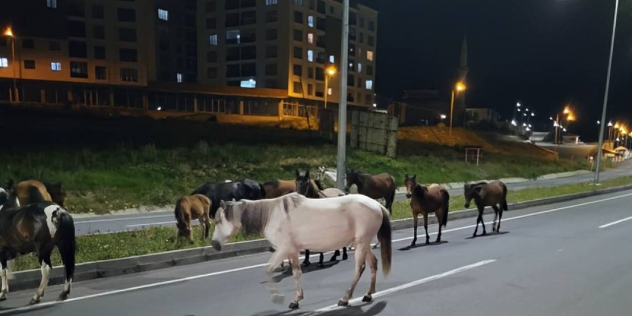 Ardahan’da başıboş atlar trafik kazalarına davetiye çıkartıyor