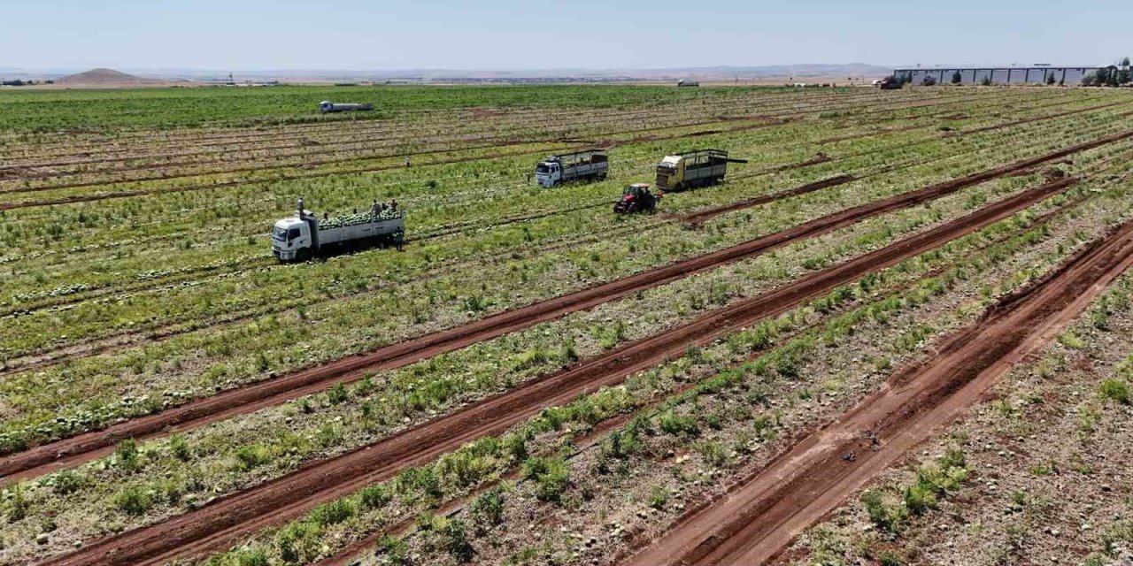 Diyarbakır karpuzunda hasat sürüyor