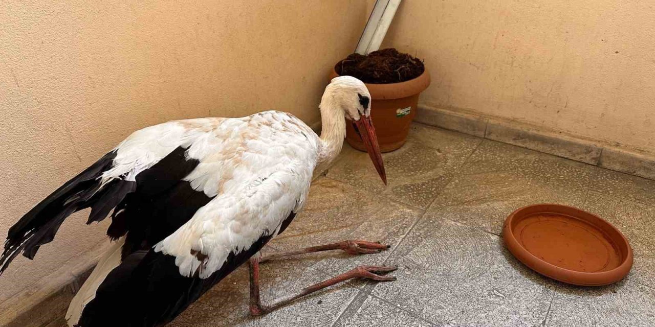 Bingöl’de yaralı leylek koruma altında