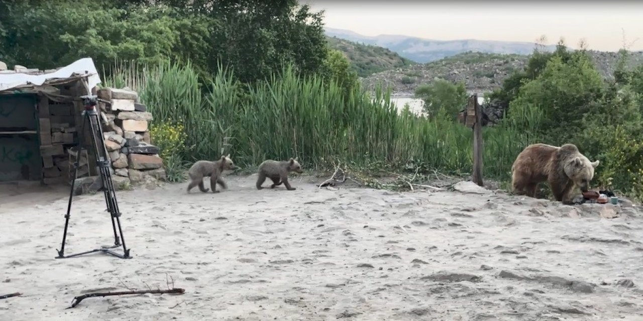 Nemrut’taki ayılar belgeselcilere saldırdı