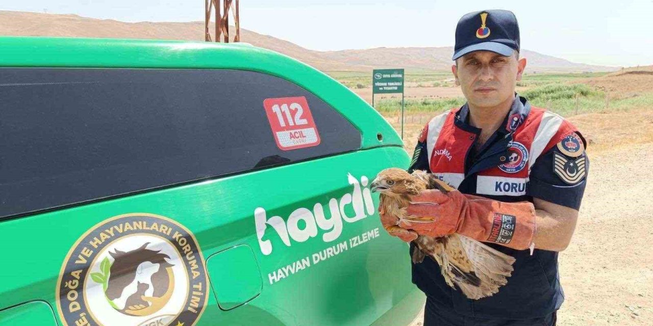 Yaralı şahin koruma altına alındı