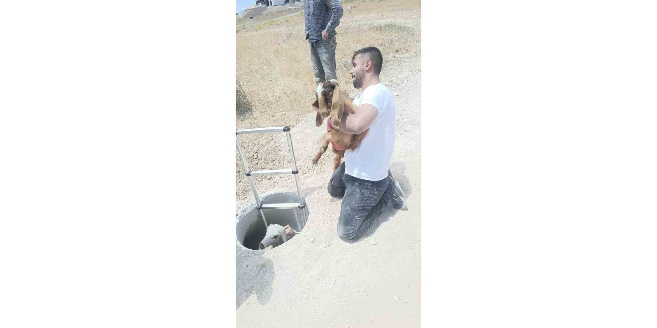 Baskil'de kuyuya düşen keçi ve koyunları itfaiye kurtardı