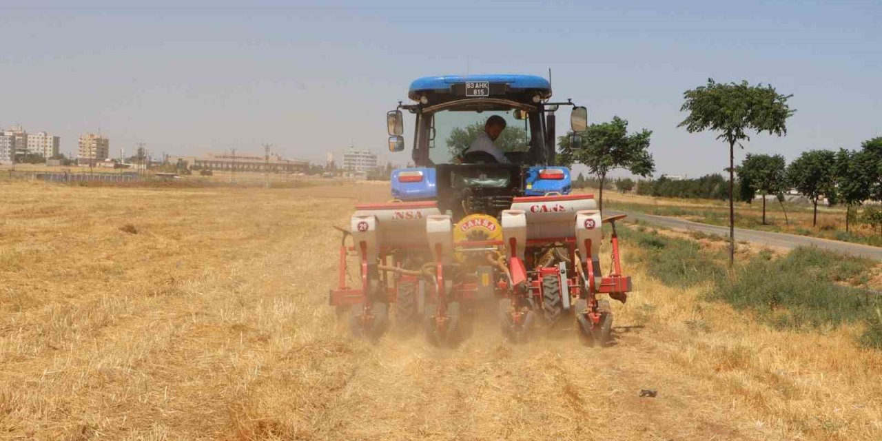 Şanlıurfa’da anıza doğrudan mısır ekildi