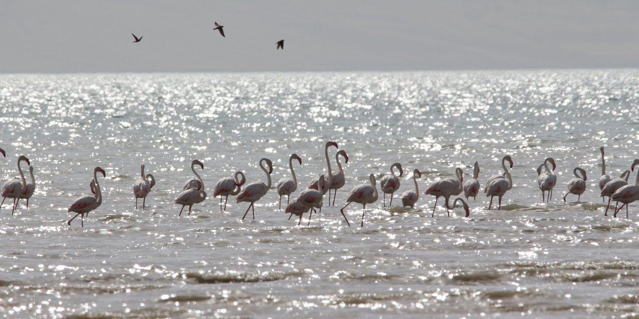 Van'da kuraklık nedeniyle flamingo sayısı azaldı