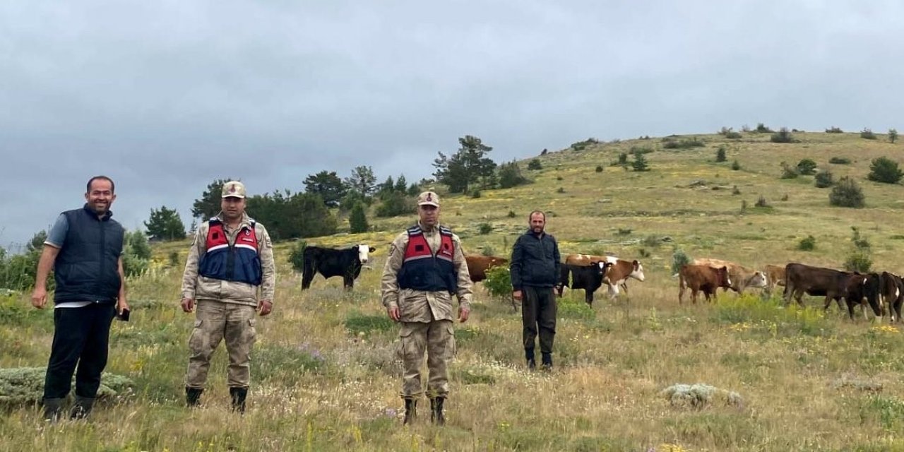 Kaybolan 19 büyükbaş hayvan Giresun il sınırında bulundu