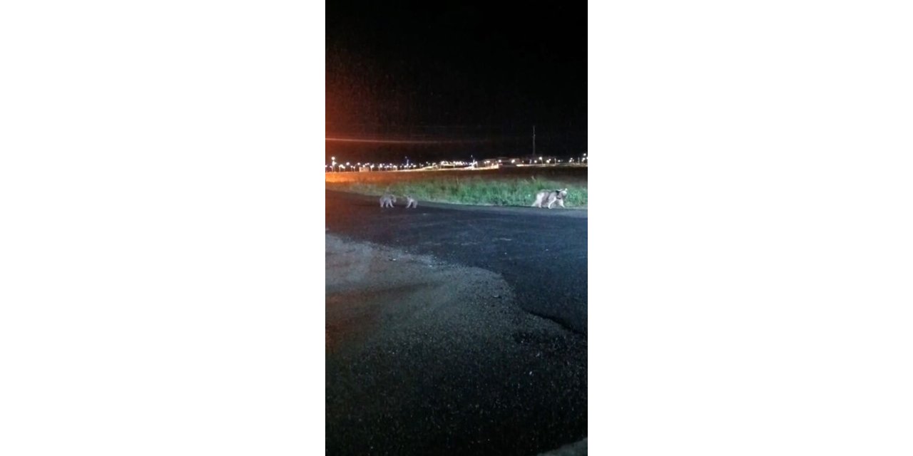 Sarıkamış’ta anne ayı ve yavruları kameralara yansıdı