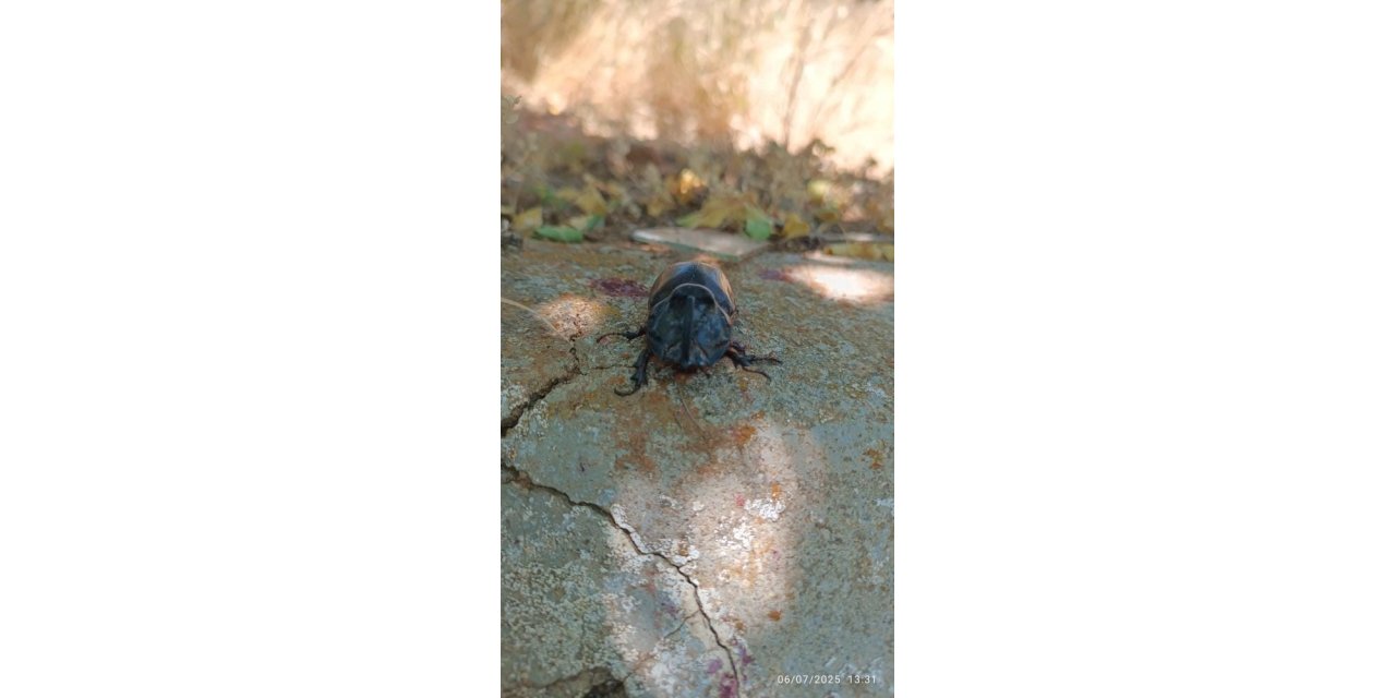 Harput Mahallesi'nde  gergedan böceği görüldü