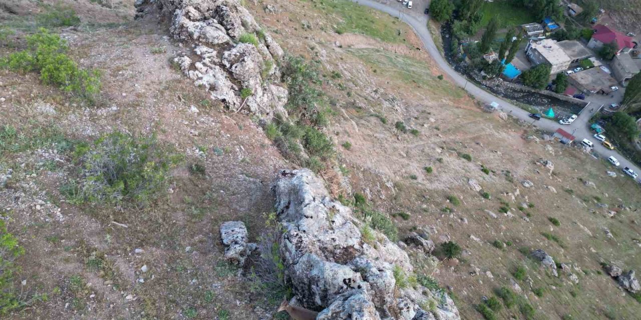 Şırnak'ta dağ keçileri köye indi