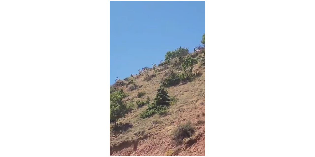 Elazığ’da dağ keçileri sürü halinde görüldü