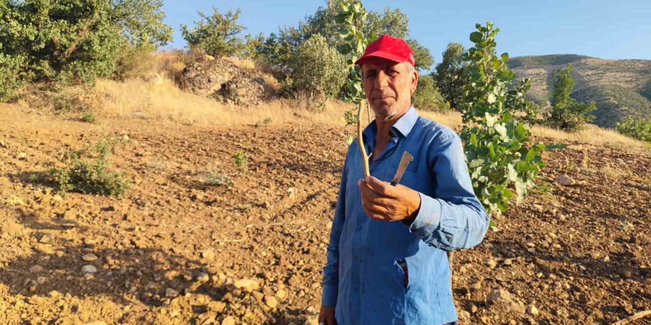 Siirt’te fıstık aşılama çalışmaları devam ediyor