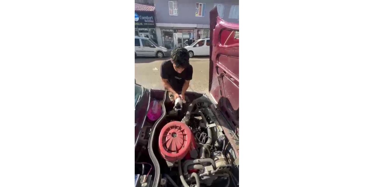 Yavru kedi otomobilin motor bölümünde sıkıştı