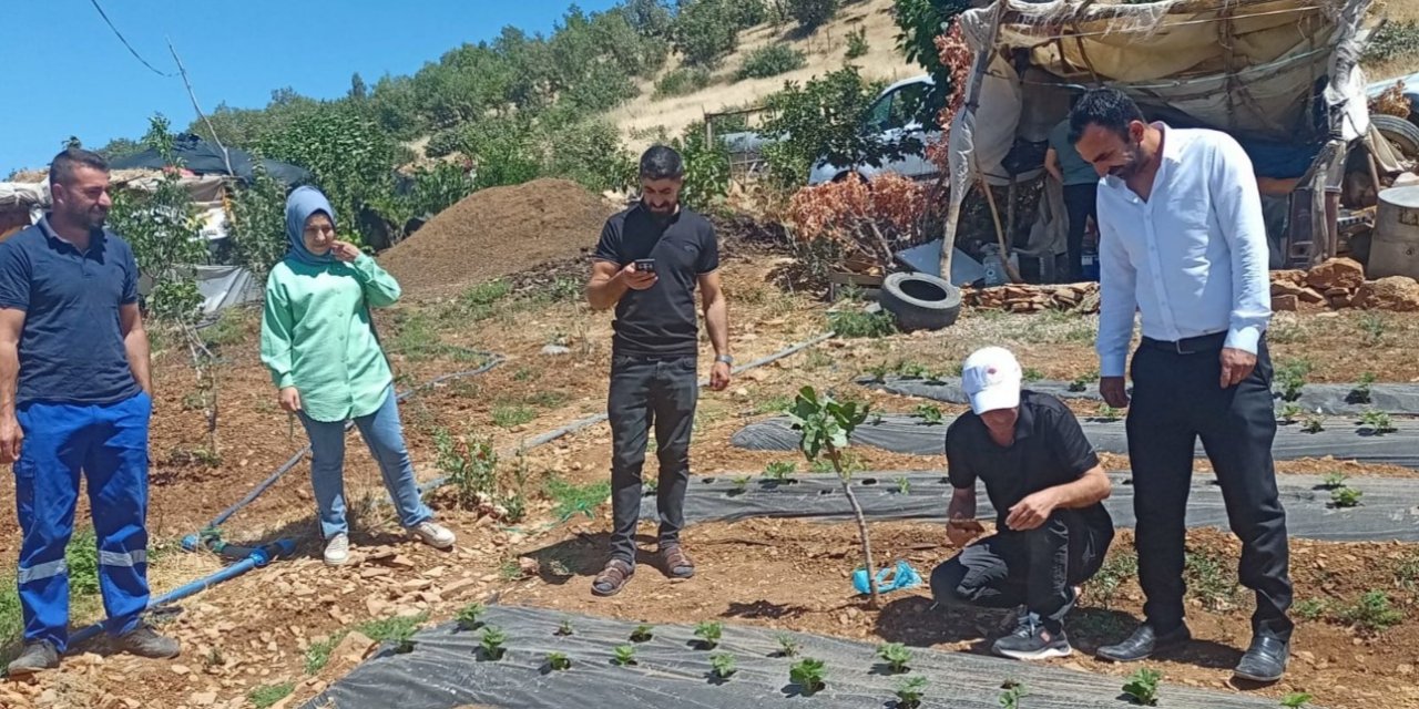 Siirt’te bitkisel üretim alanlarında hastalık ve zararlı takibi devam ediyor
