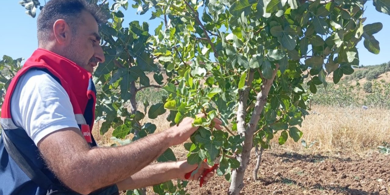 Siirt’te fıstık üreticilerine uygulamalı eğitim verildi