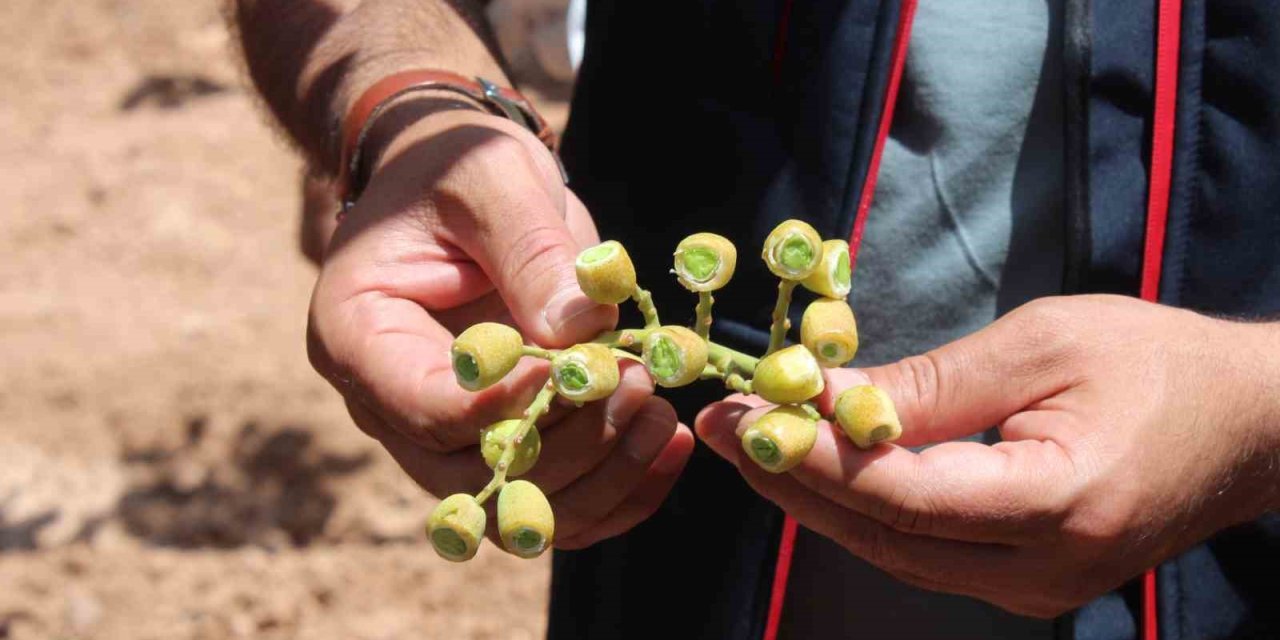 Siirt’te fıstık için rekolte tespit çalışmaları devam ediyor