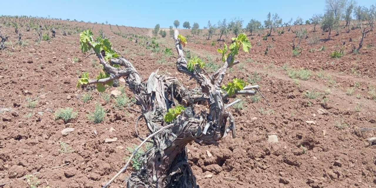 Horoz karası üzümünde kara yıl yaşanıyor