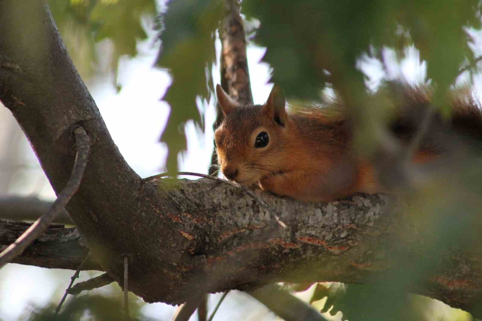 Erzincan’da kızıl sincap, piknikçilerin misafiri oldu