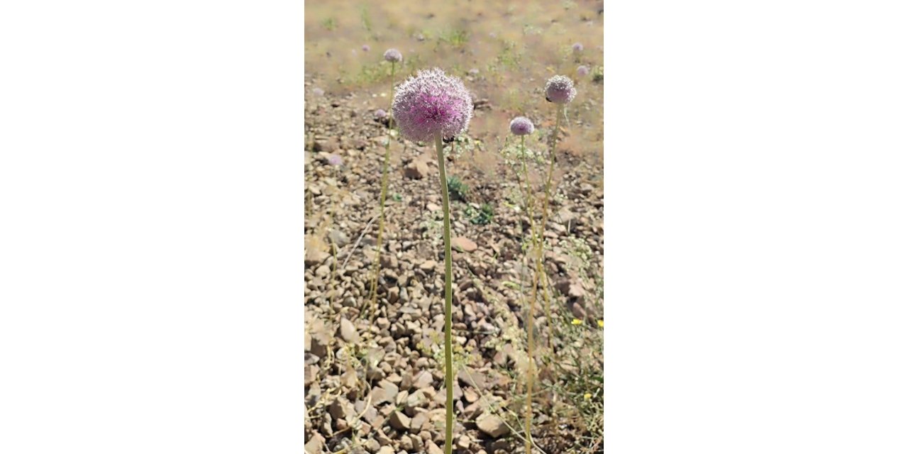Tunceli’nin tescilli dağ sarımsağı yok olma tehlikesi yaşıyor