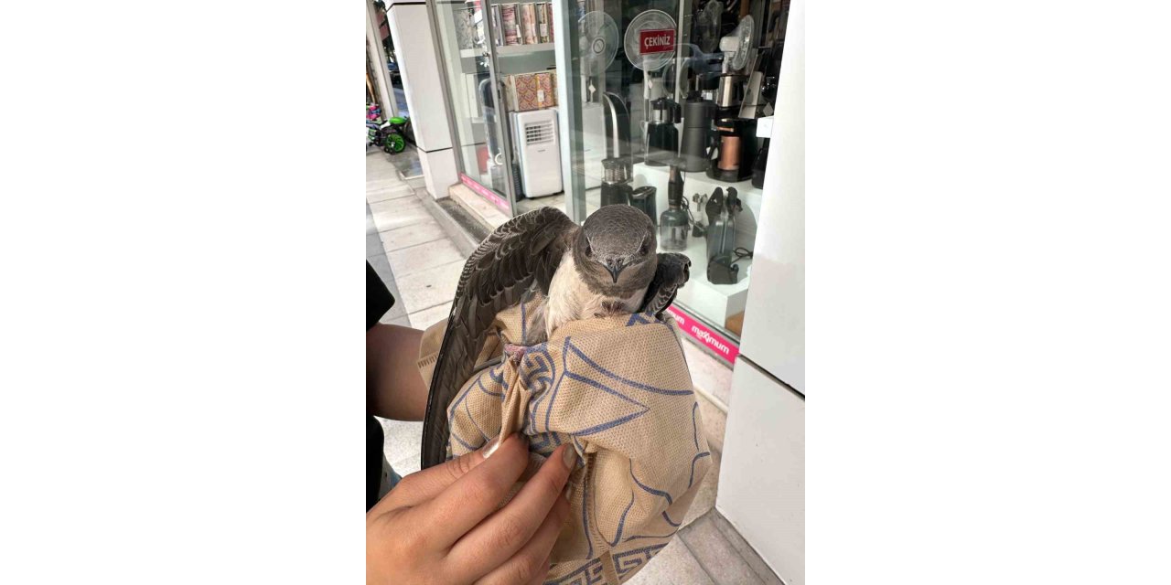 Elazığ’da yaralı ebabil, tedavi edildi