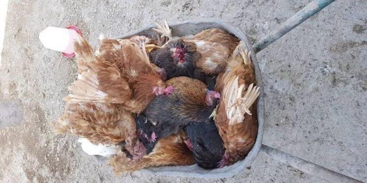 Yüksekova’da tilki kümese girdi, 65 tavuk ve horoz telef oldu