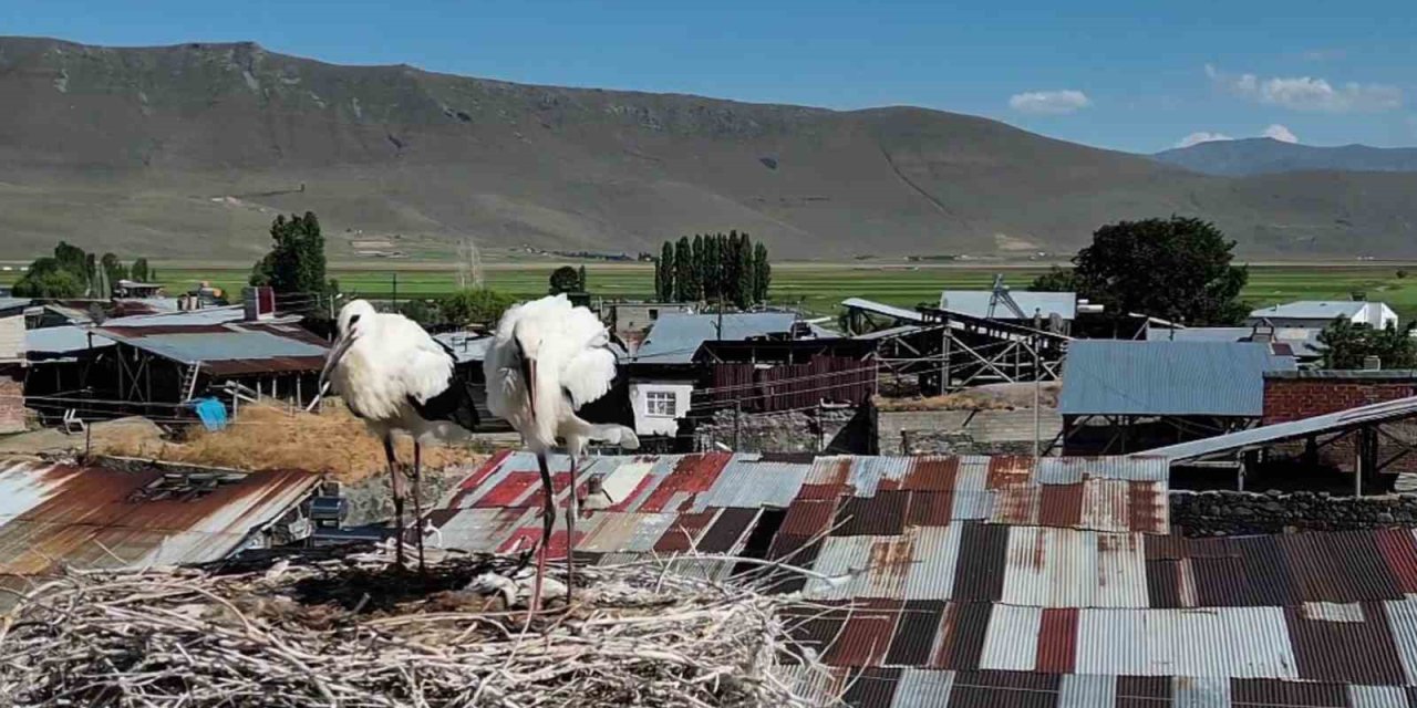 Leylekler Güzelova Mahallesi’ni mesken bildi