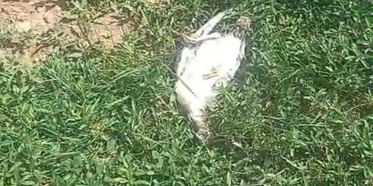 Ağrı’da başıboş köpekler dehşet saçtı