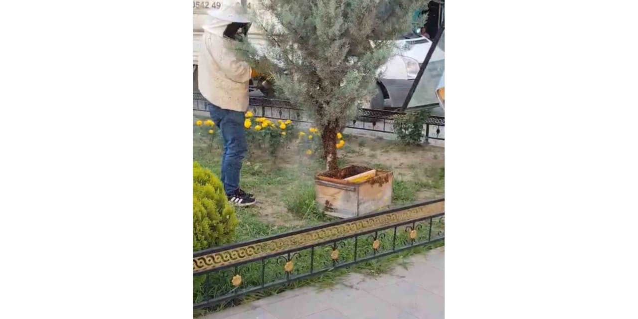 Iğdır’da binlerce arı şehir merkezini istila etti
