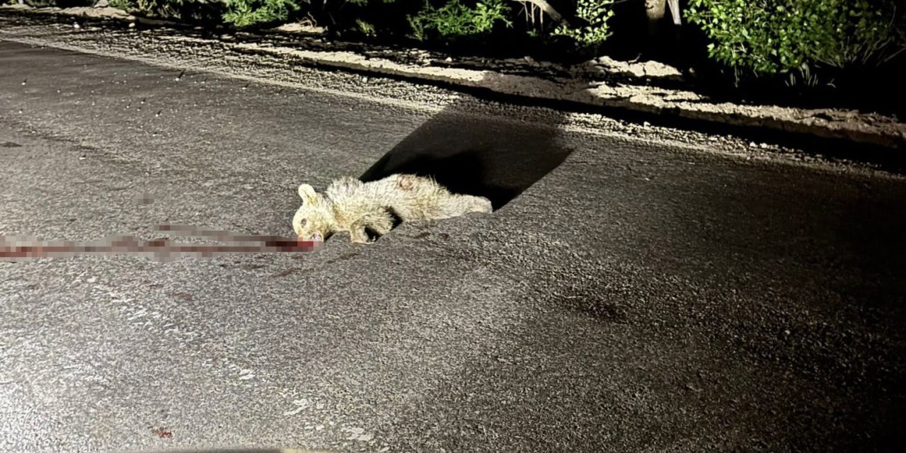 Tunceli’de araç yavru ayıya çarptı