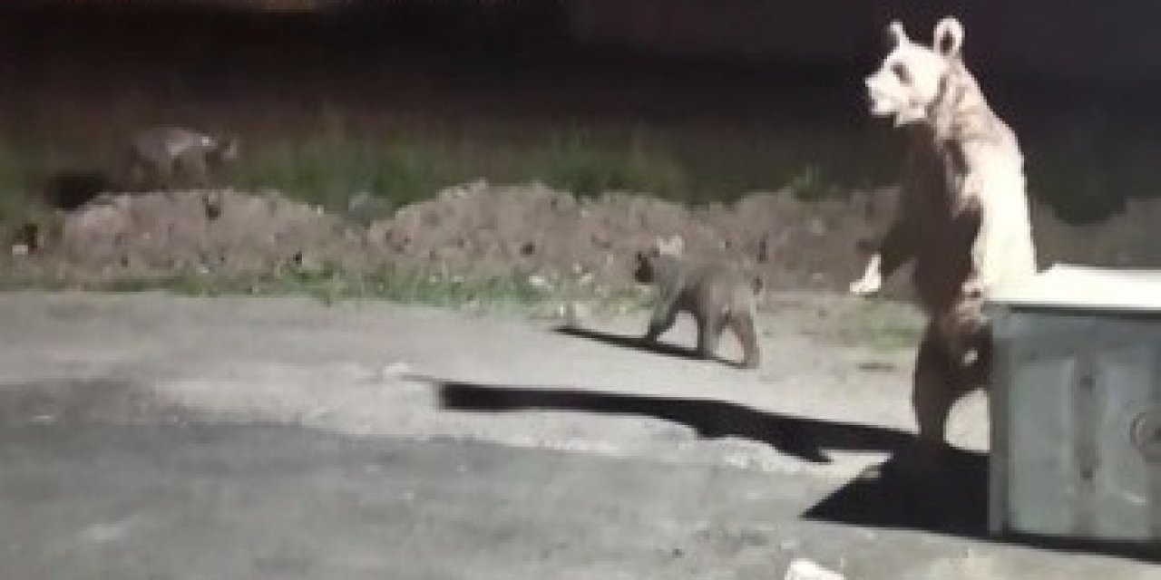 Ayı saldırısından son anda kurtuldu