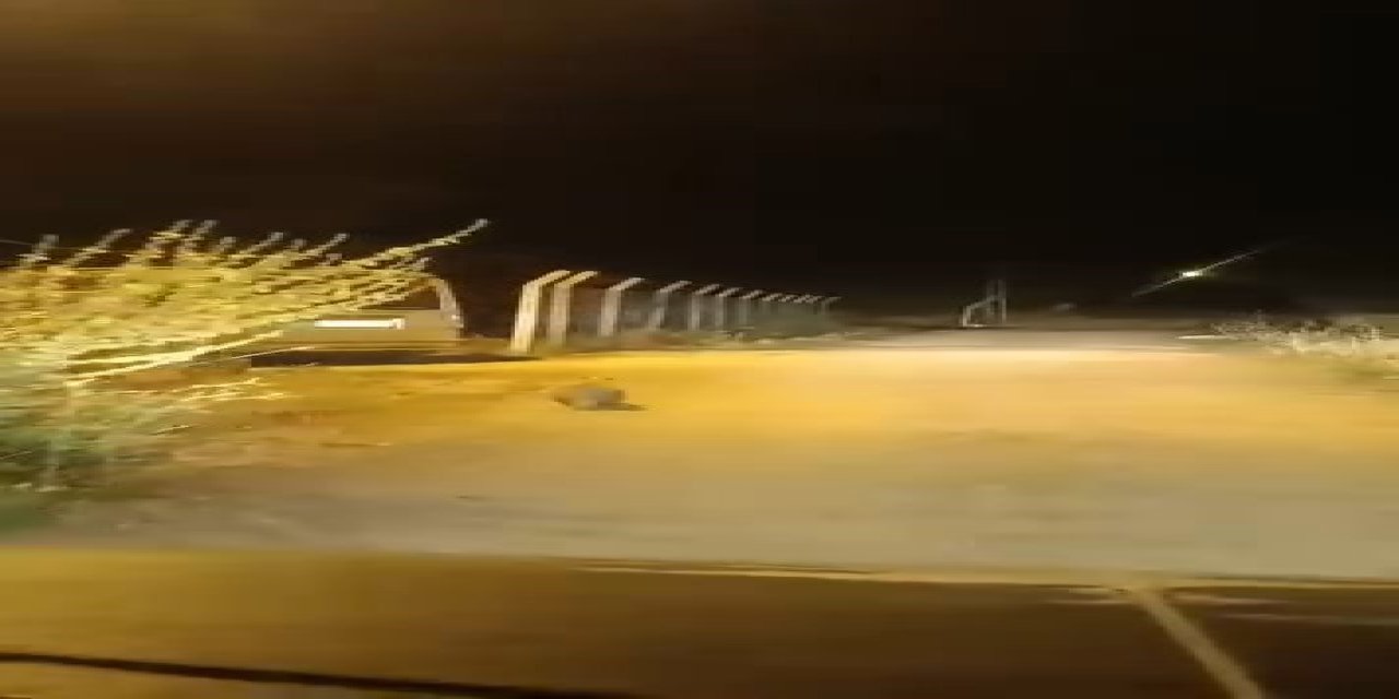 Elazığ’da kırmızı listede bulunan porsuk görüntülendi