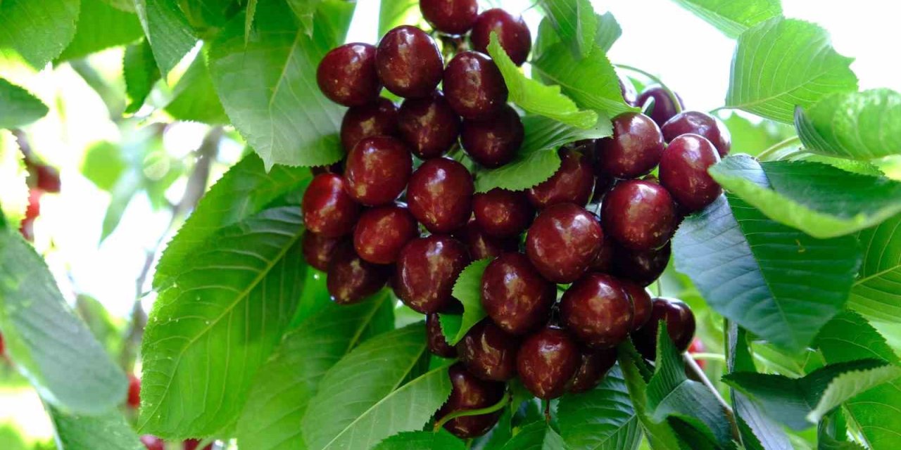 Kirazı zirai don vurdu, rekolte düştü