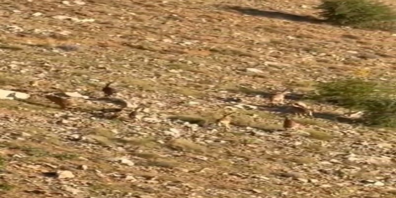 Elazığ’da dağ keçileri görüldü