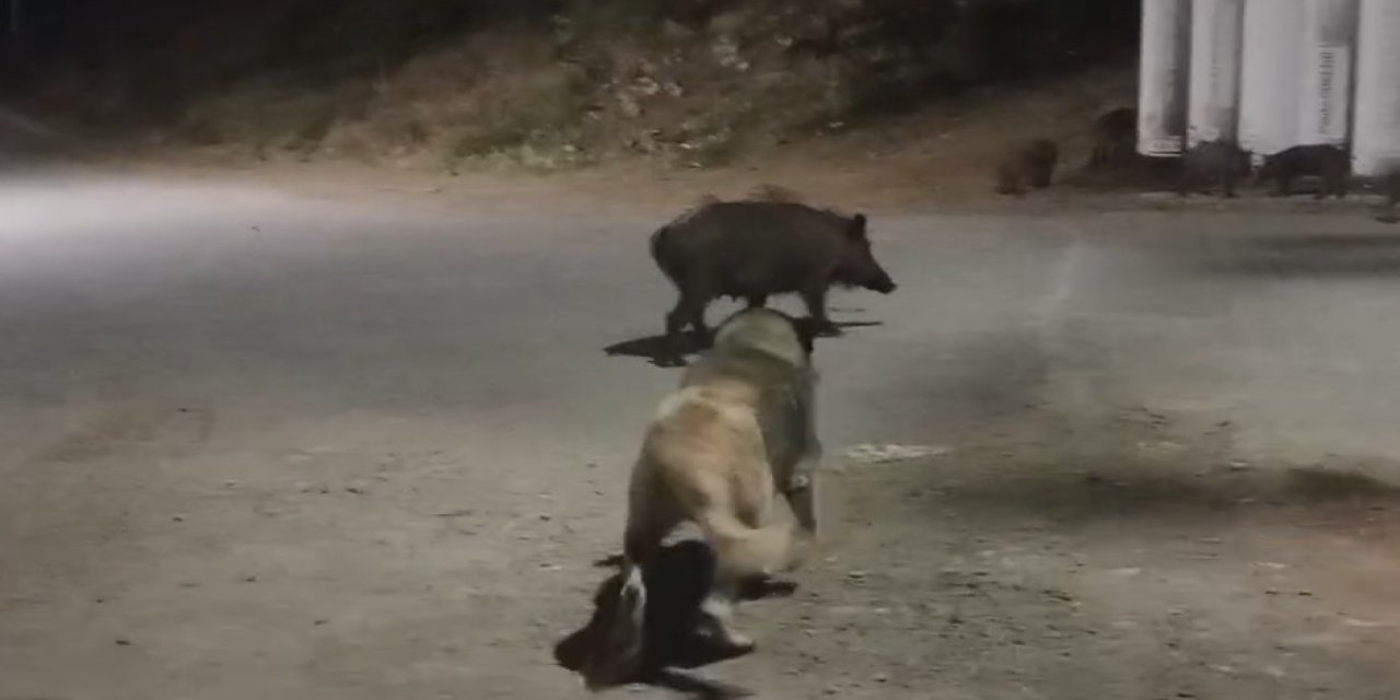 Tunceli’de yaban domuzları şehirde görüntülendi