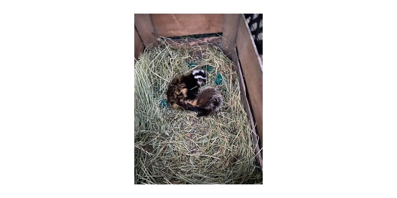 Muş’ta nesli tehlike altındaki ‘alaca sansar’ görüldü