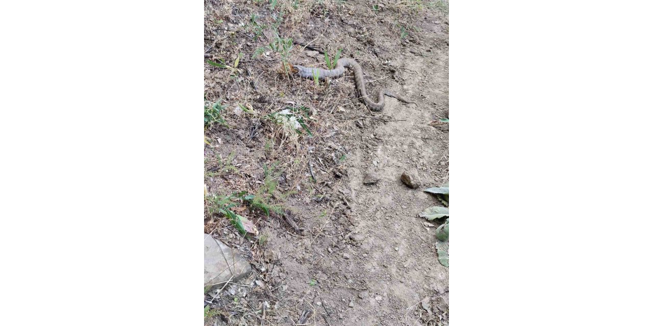 Tunceli'de koca engerek, sincabı yuttu