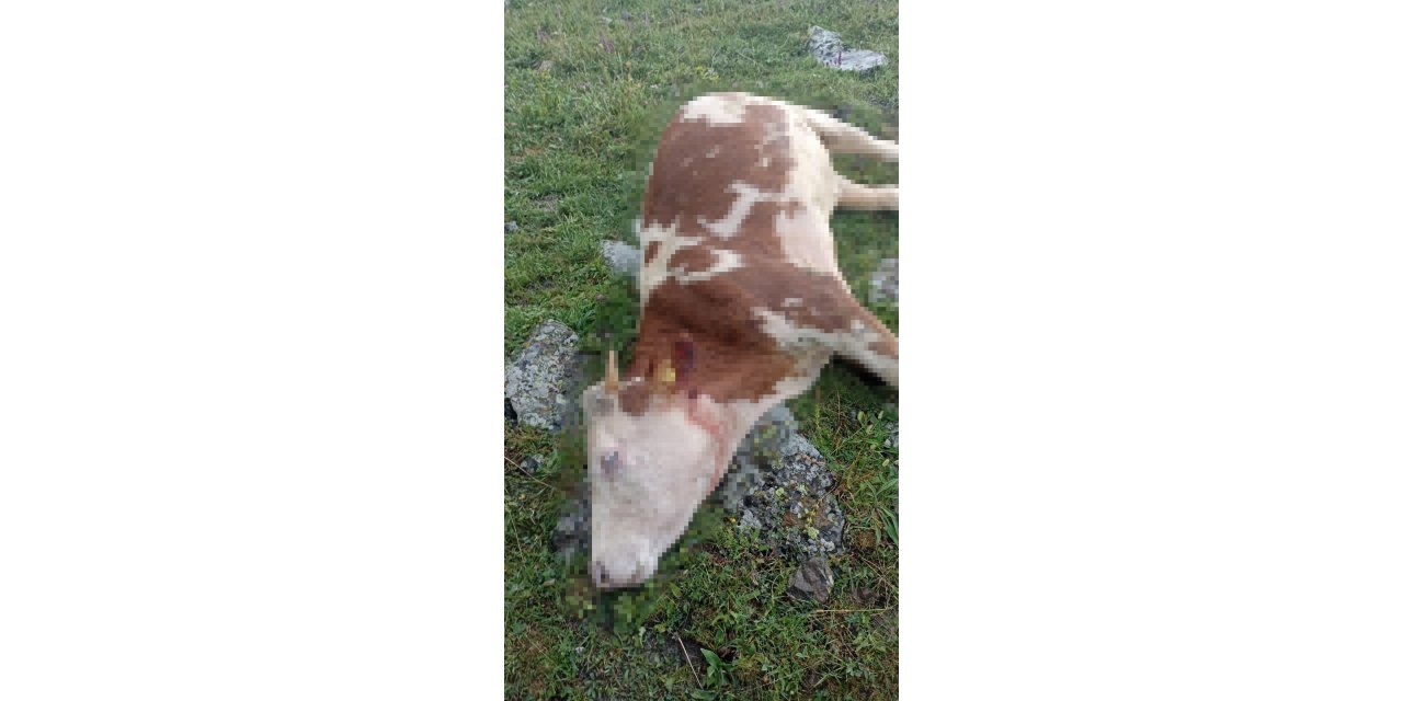 Yıldırım düştü, 5 inek telef oldu