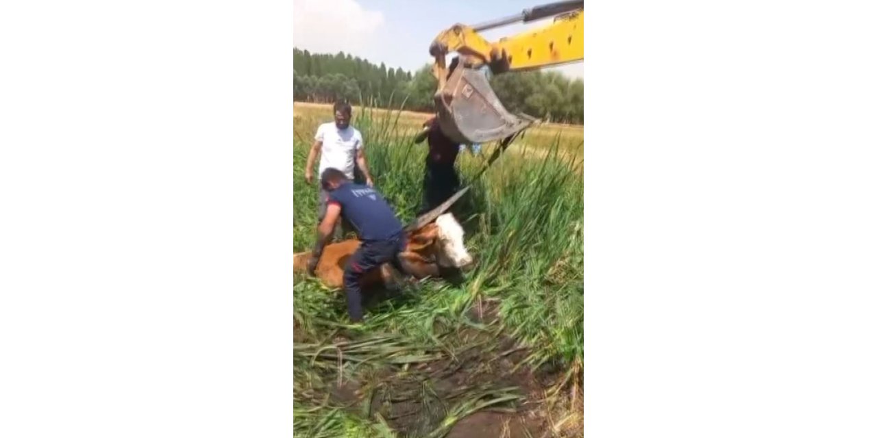 Bataklığa saplanan iki büyükbaş hayvan kurtarıldı