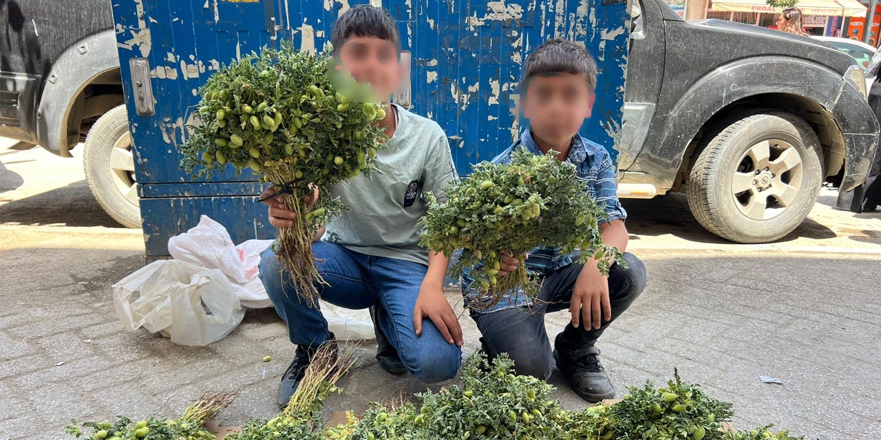 Yüksekova’da iki kardeş nohut satarak harçlıklarını kazanıyor