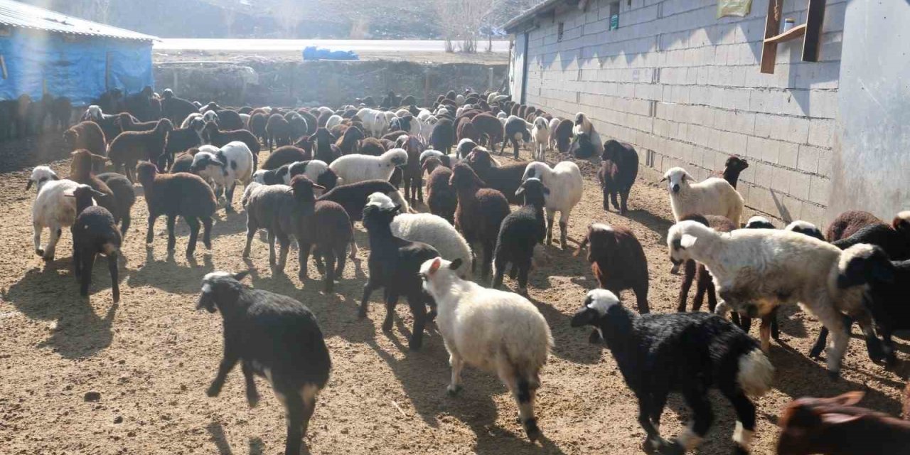 Erzincan’da koyunculuk kredisi 1 milyon 200 bin  liraya oldu