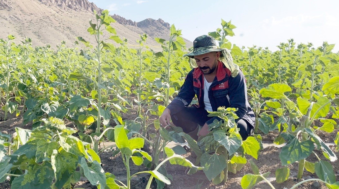 Erzincanlı çiftçilerin ayçiçek tarlalarını ayılar talan etti