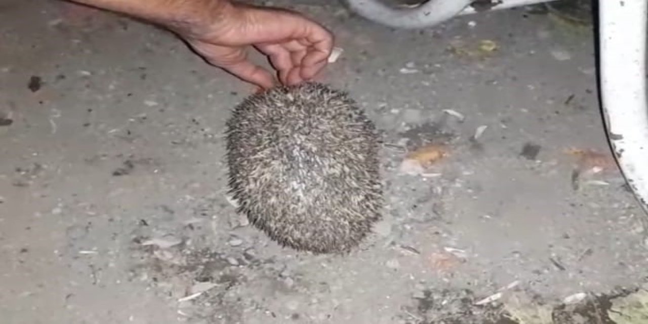 Dikenli tellere dolanan kirpi kurtarıldı