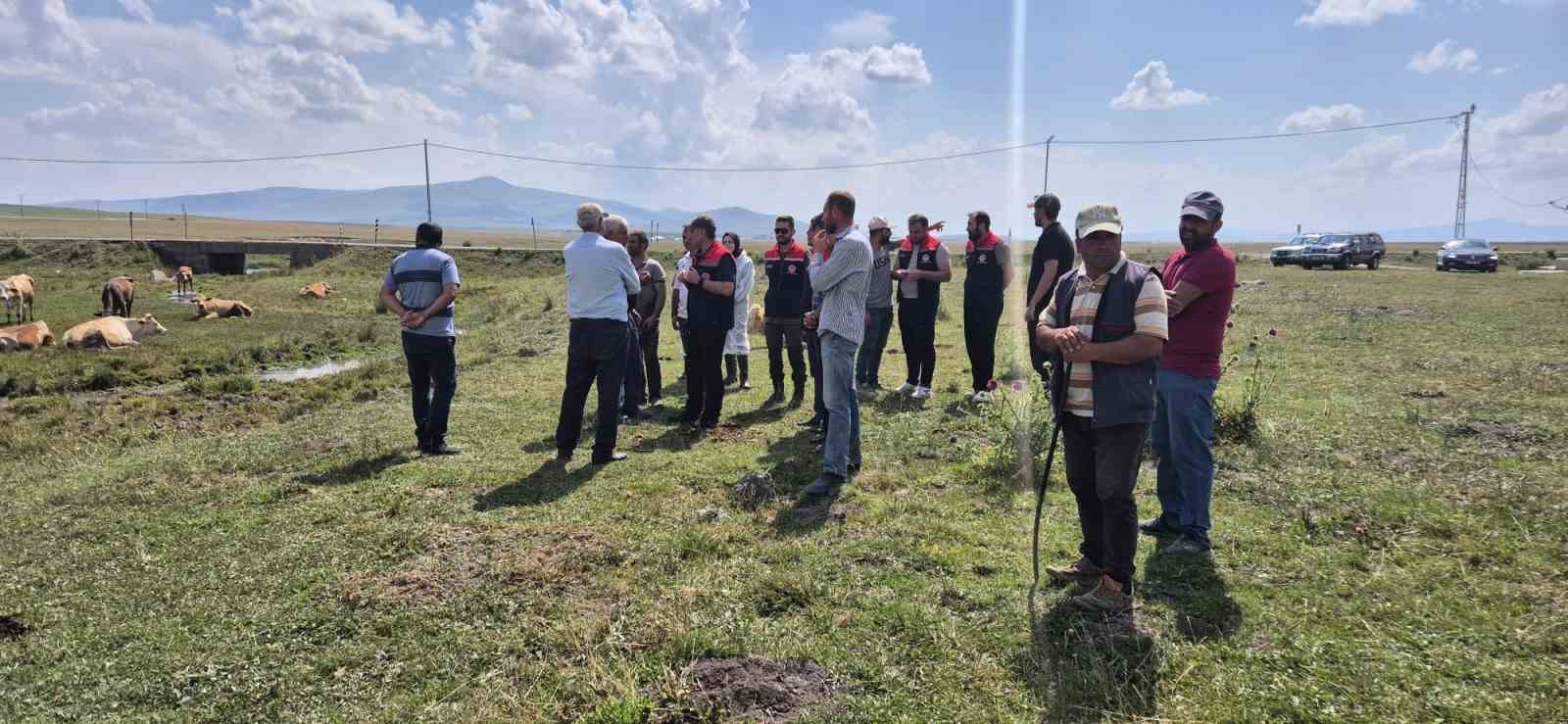 Kars’ta büyükbaş hayvanlar aşılanıyor