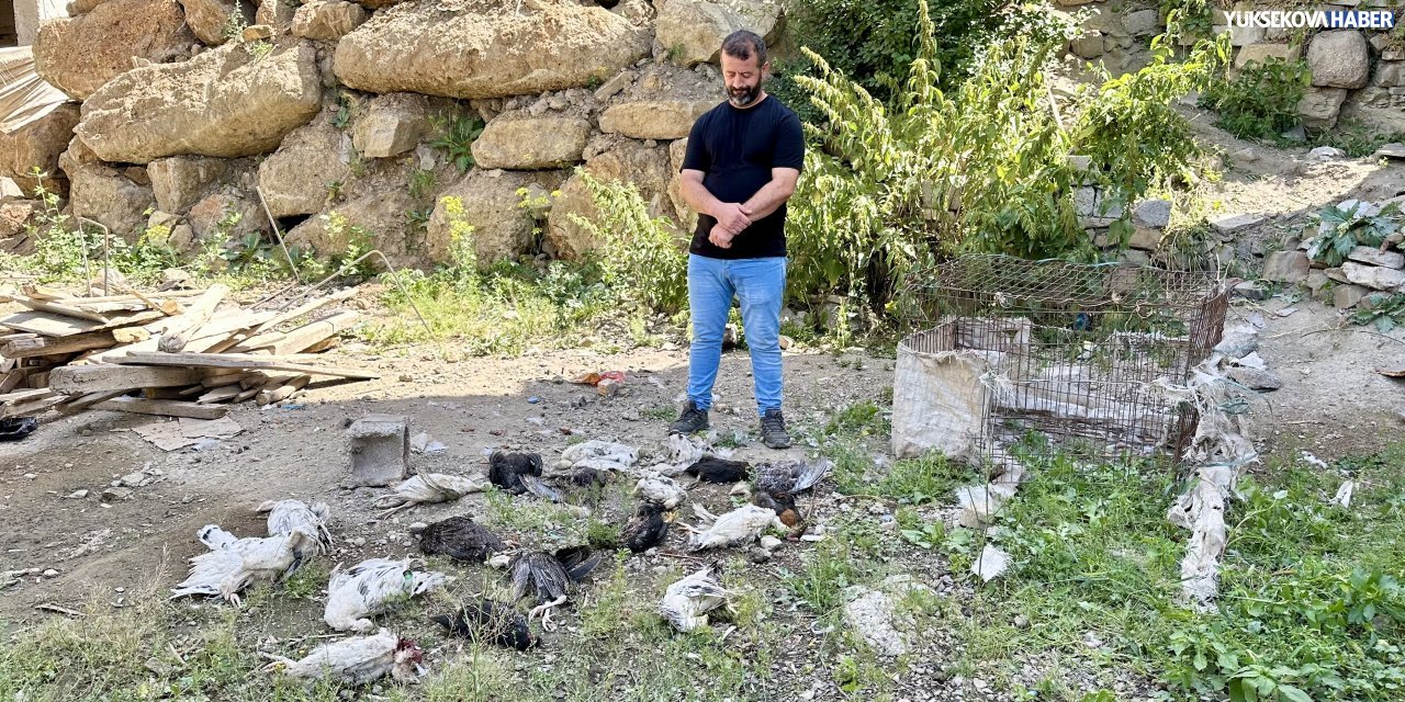 Yüksekova’da başıboş köpekler kümese saldırdı